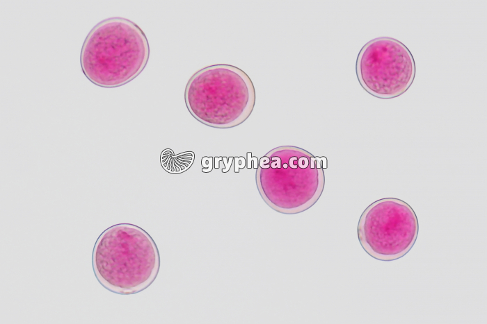 Pollen de Graminée x170 - gryphea.com